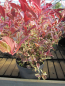 Preview: Traubenheide Firestar - Leucothoe Firestar - immergrüne Blütensträucher - Traubenmyrten - Lorbeerkrüglein